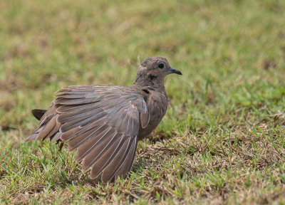 Eared Dove - Geoorde Treurduif