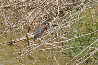 Green Heron - Groene Reiger