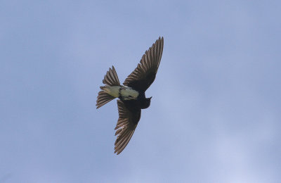 Caribbean Martin - Caraibische Zwaluw