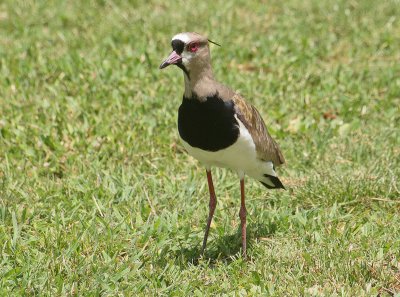 Southern Lapwing - Chileense Kievit