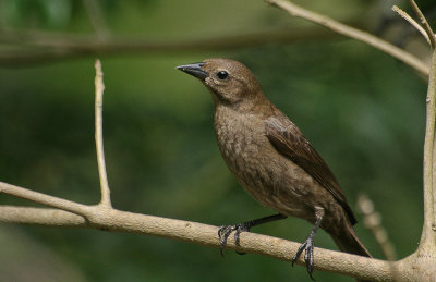 Palm Tanager - Palmtangare