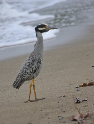 Yellow-crowned Night Heron - Geelkruinkwak