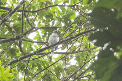 Bearded Bellbird - Baardklokvogel