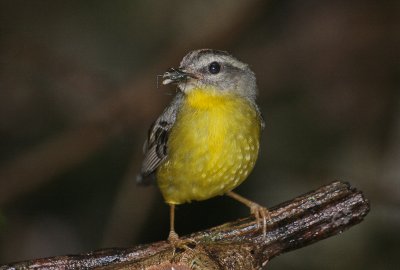 Golden-crowned Warbler - Goudhaanzanger