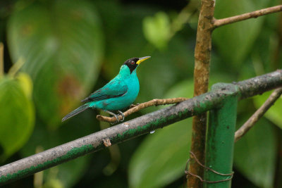 Green Honeycreeper - Groene Suikervogel