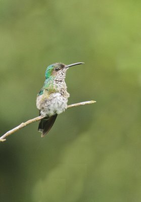 White-chested Emerald - Witborstamazilia