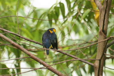 Violaceous Euphonia - Violette Organist