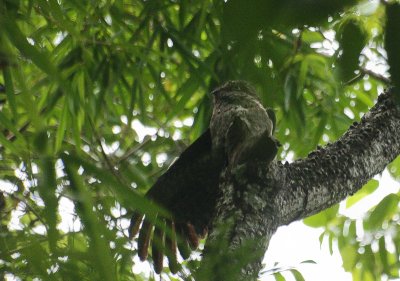 Common Potoo - Grijze Reuzennachtzwaluw