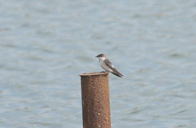 White-winged Swallow - Witbuikzwaluw