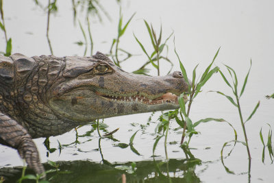 Spectacled Caiman - Brilkaaiman