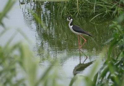 Black-necked Stilt - Amerikaanse Steltkluut