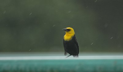 Yellow-hooded Blackbird - Geelkaptroepiaal