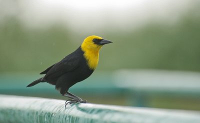 Yellow-hooded Blackbird - Geelkaptroepiaal