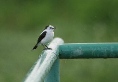 Pied Water Tyrant - Bonte Watertiran