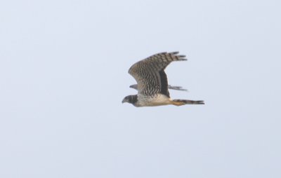 Long-winged Harrier - Buffons Kiekendief