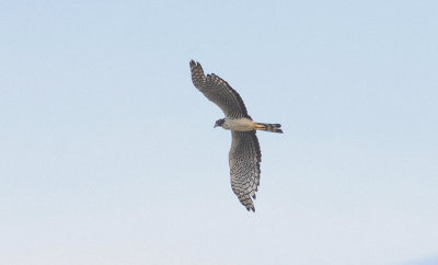 Long-winged Harrier - Buffons Kiekendief