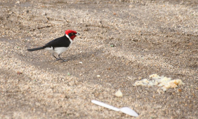 Red-capped Cardinal - Zwartkeelkardinaal