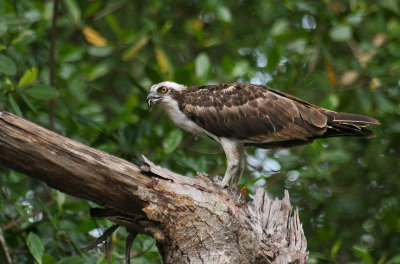 Osprey - Visarend