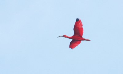 Scarlet Ibis - Rode Ibis