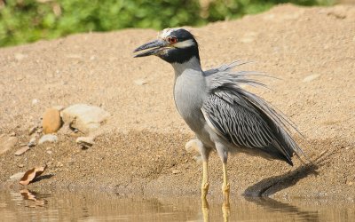 Yellow-crowned Night Heron - Geelkruinkwak