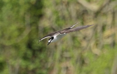 Sooty Tern - Bonte Stern