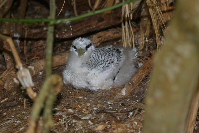 Red-billed Tropicbird - Roodsnavelkeerkringvogel