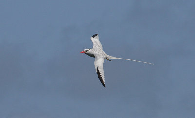 Red-billed Tropicbird - Roodsnavelkeerkringvogel