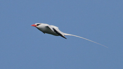 Red-billed Tropicbird - Roodsnavelkeerkringvogel