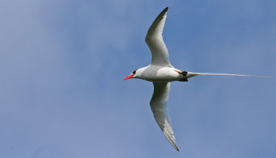 Red-billed Tropicbird - Roodsnavelkeerkringvogel