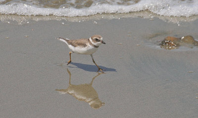 Semipalmated Plover - Amerikaanse Bontbekplevier