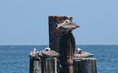 Brown Pelicans - Bruine Pelikanen