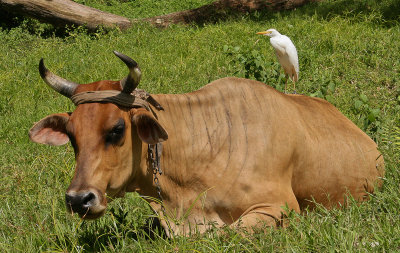 Cattle Egret - Koereiger