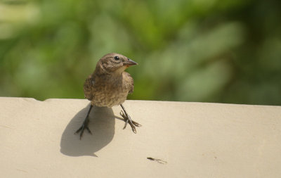 Shiny Cowbird - Glanskoevogel