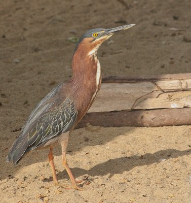 Green Heron - Groene Reiger