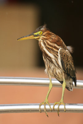 Green Heron - Groene Reiger