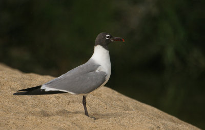 Laughing Gull - Lachmeeuw