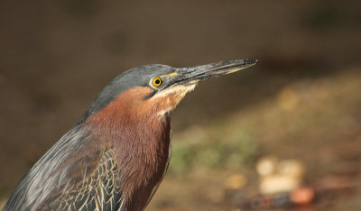 Green Heron - Groene Reiger