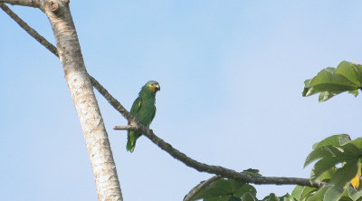 Orange-winged Amazon - Oranjevleugelamazone