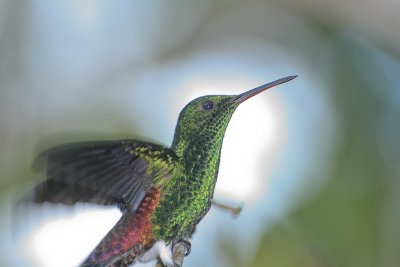 Copper-rumped Hummingbird - Koperrugamazilia