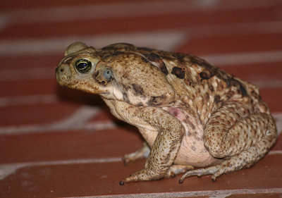 Frog - Kikker
