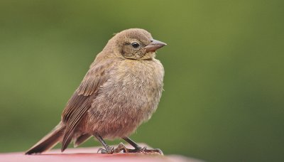 Shiny Cowbird - Glanskoevogel