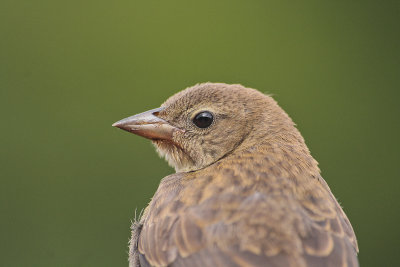 Shiny Cowbird - Glanskoevogel