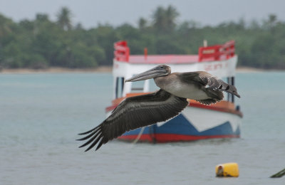 Brown Pelican - Bruine Pelikaan
