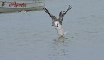 Brown Pelican - Bruine Pelikaan