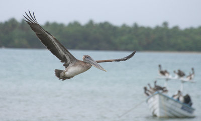 Brown Pelican - Bruine Pelikaan