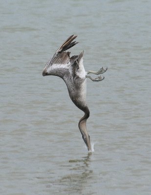 Brown Pelican - Bruine Pelikaan