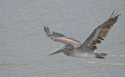 Brown Pelican - Bruine Pelikaan