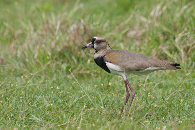 Southern Lapwing - Chileense Kievit