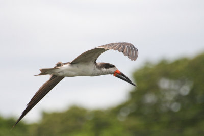 Black Skimmer - Amerikaanse Schaarbek