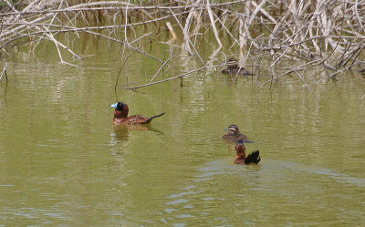 Masked Duck - Maskerstekelstaart